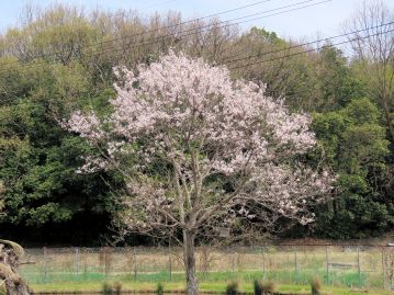 3～4月、葉の展開より先に花が咲く。 写真は当園の温室エリアに植栽されているエドヒガン（高知県産）。 