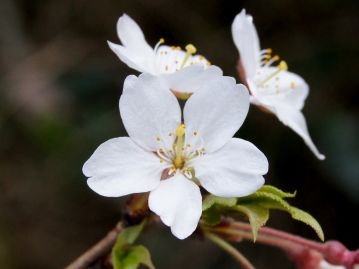 花は直径1.5～2cm、花弁の先端には切れ込みがある。 花色は個体差や生育環境により白色から淡紅色のものまで様々。