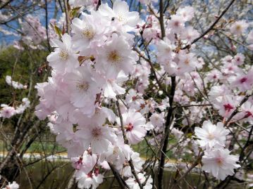エドヒガンをもとに、様々な栽培品種が生み出されている。 コヒガンザクラの園芸品種のひとつで花が八重咲きの「クマガイ」。