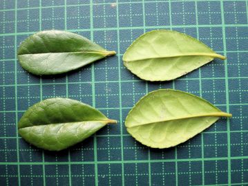 葉の表面は光沢があり濃緑色、裏面は淡緑色。浅い鋸歯があるが葉縁が裏側に反り返るため目立たない。