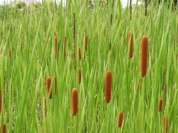 日本全国の水辺に生育する抽水植物。「ガマの穂」は直径1～2cmほどでガマそのものよりやや細い。