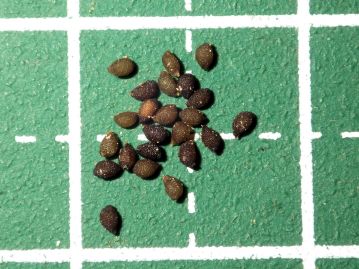 種子は暗褐色～黒色、長さ1mmほどの卵状だ円形。 種子表面には多数のしわ状の突起がある。