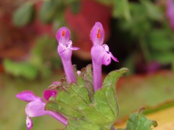 花（開放花）は長さ1.5～2cm程度の紅紫色の唇形花。 全体に毛が密生し、上唇の内側には合着した雄しべと雌しべがある。