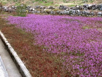 岡山県内の石灰岩地の休耕畑一面に咲く開放花。 ｐHがややアルカリ性の土壌を好む傾向がある。 （撮影：2023年3月27日）