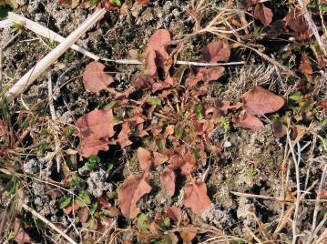 キク科のコオニタビラコのロゼット葉。 春の七草の「ほとけのざ」は、地面に広がる葉を「蓮華座」に例えたこちらであるとされる。