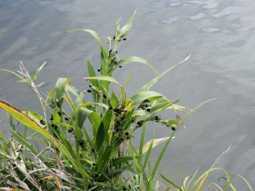 熱帯アジア地域原産で古い時代に日本に渡来した植物とされる。 水田周辺やため池の岸など、水辺に生育することが多い。