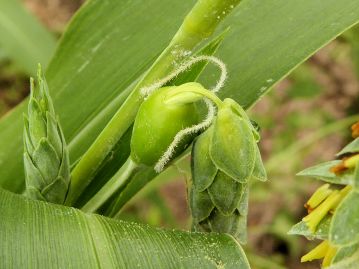 雌性小穂はつぼ型の「苞鞘」に包まれ、外部からは見えない。 白色のひも状のものが雌性小穂から伸びた花柱。