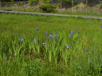 5～6月頃に青紫色の花を咲かせる。乾燥地を好むアヤメとは違い、湿地や水辺に生育する湿生植物である。