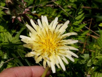 やや黄色味の強い頭花。同じ株でも、白色やクリーム色など、花色が異なる花が咲くことがある。
