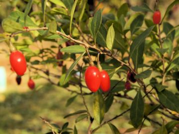 果実は長さ1～1.5cmの楕円形で晩夏から初冬にかけて赤く熟し、ほのかな甘みがあって食べられる。