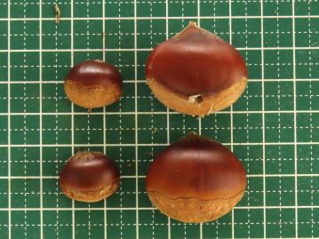 写真左2個は野生のクリ、 右2個は栽培品種のクリの堅果。 右上の堅果にある穴はクリミガの幼虫の侵入孔あるいは脱出孔。