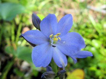 ミズアオイの花。上側に5本の黄色の雄しべ、下側に青紫の雄しべ、その反対側に雌しべがある。