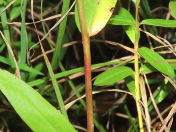 オトギリソウ科の植物には茎に稜を持つものが比較的多いが、本種の茎は円柱形。 茎の下部は赤紫色を帯びることが多い。