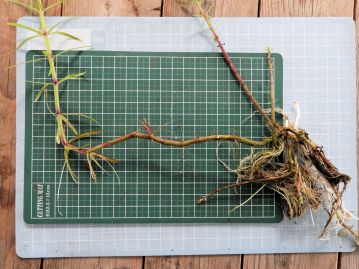茎は軟らかく、容易に倒伏する。倒伏した茎の節からは盛んに発根して増殖する。