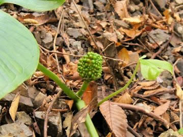 ムサシアブミの若い果実。株が小さいうちは雄性花、株が大きくなると雌性花を咲かせる。