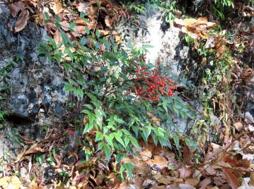 岡山県では特に県中部の石灰岩地で多く生育している。植栽からの逸出が多く、国内のものは自生かどうか疑問ともされる。