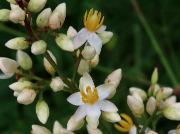花は5～6月、幹上部の大型の円錐花序に直径6～7mmの白色花が多数咲く。 雄しべは6本、雌しべを取り囲むように着く。