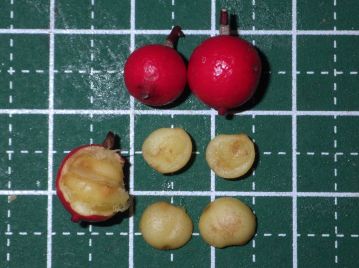 種子は直径5～7mmほどの片側が凹んだ半球形。 果柄のつく方向とは垂直にお椀を二つ合わせたような格好で入っている。