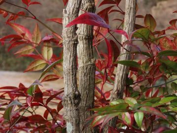 樹皮は灰褐色、縦方向に溝がある。 漢名の「南天竹」は枯れた枝の跡が竹の節のように残ることに由来すると考えられる。