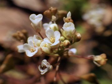 花は普通3～6月頃に白色の4弁花を咲かせる。生育環境によっては厳冬期にも開花個体が見られる。