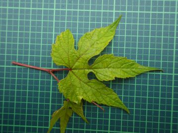 切れ込みの深い葉。特に切れ込みが深いものは品種としてキレハノブドウと呼ぶことがある。