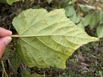 葉裏の葉脈を除いて、葉の表裏ともに普通は無毛。エビヅルやヤマブドウなどは裏面全面に白色や褐色のクモ毛を敷く。