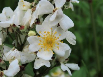 花は5～6月、枝先の円すい花序に白色の5弁花を多数咲かせる。 花弁の先はサクラの花弁のように凹む。