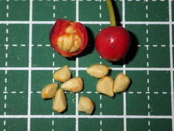 果実の中には長さ4～5mmほどの白っぽく角ばった種子（正確には痩果）が3～5個ほど詰まっており、果肉はほとんどない。