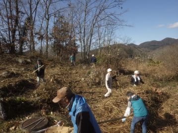 岡山県下での確実な自生地は1か所のみ。当園では保護活動として自生地の管理作業の手伝いを行っている。