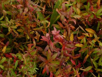 秋には葉が紅葉することもある。秋の湿原を彩る「草紅葉（くさもみじ）」の代表的なものである。