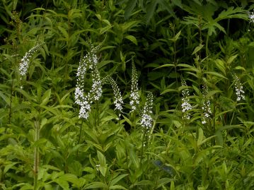 オカトラノオとの雑種、イヌヌマトラノオ。湿地に生育し、花序が完全に直立せず、斜めになる。