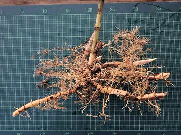 地下に太く長い根茎を伸ばして大群落を形成する。根茎が短く、大きな株となるススキとの大きな違いである。