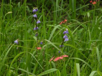 当園の湿地では、時期によってはヤチシャジンと同時に咲き、かつての自生地の様子を忍ばせている。