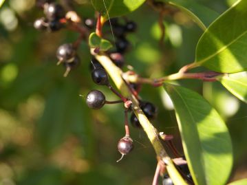 果実は直径7～8mm程度の黒紫色の液果で、10月頃にに熟す。人には美味しくない果実だが、鳥は良く食べる。
