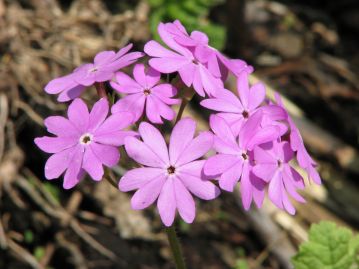 春、15～30cmほどの花茎の先に数個から十数個の紅紫色の花を散形状に咲かせる。 和名は花がサクラを思わせることから。