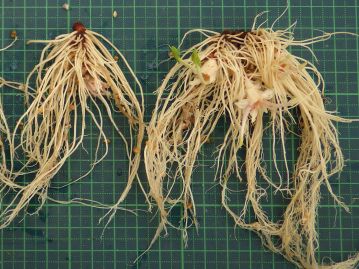 地下には太くて短い根茎があり、多数の白色の根が生える。 新芽は根茎の下部から出て上方に向かって伸長する。