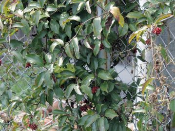 当園では温室エリアの金網フェンスに絡みついて生育しており、毎年数多くの果実が見られる。