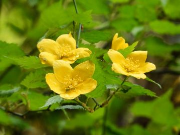 ヤマブキ Kerria japonica は本種とは別属。 形態的な違いのほか、湿潤な環境を好むなどシロヤマブキとは生育環境も異なる。