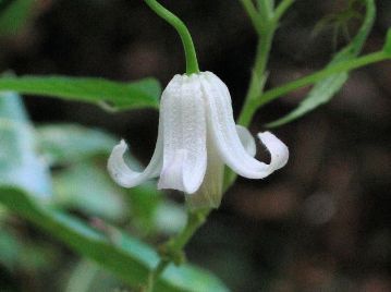 白花品もしばしばみられる。品種シロバナノタカネハンショウヅル f. albescens として扱われる場合もある。