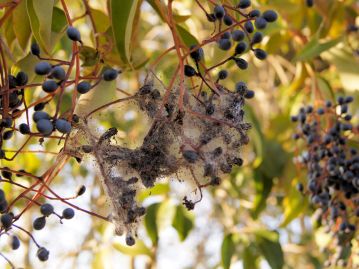マエジロマダラメイガの幼虫が作った巣。糸は大変粘ついており、さすがのヒヨドリもこうなった実は食べることはない。