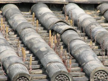 「本瓦葺き」の屋根に生育するツメレンゲ。瓦の下に敷かれた屋根土から芽生えている。（撮影地：岡山市）