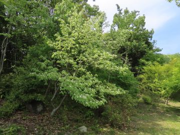 日当たりが良い場所に生育する落葉高木。 写真は植物園内に植栽されたものだが、県内全域に分布する普通種。 