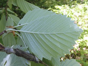 葉裏は葉脈が隆起し、白い綿毛が密生して全面が白く見える。 若葉の葉表にも白い軟毛が散生するが、脱落して無毛となる。