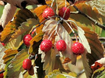 果実は10～11月に赤く熟す。 長さ1cm程度の楕円形からほぼ球形のナシ状果で、表面には白っぽい皮目が多数ある。 