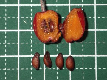 果実は食べられるが、果肉には石細胞が多く美味ではない。 種子は褐色で長さ５～8mmの卵状楕円形、最大4個入っている。