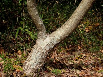 樹皮は皮目が目立ち、若木では紫褐色、成木では灰黒褐色。 老木になると縦方向に割れ目が多くなり、鱗片状にはがれる。