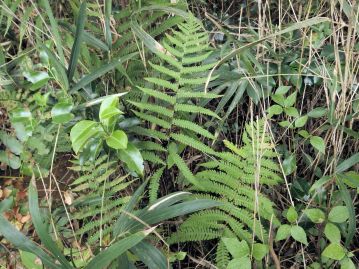 「ワラビ」の名は、シダ植物全般の和名として広く使われている。写真はヒメシダ科のハリガネワラビ。