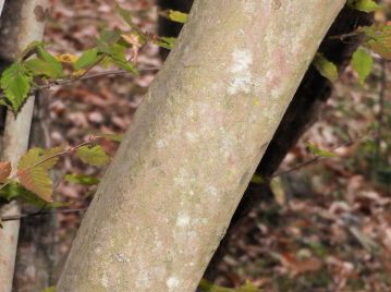 樹皮は淡褐色～茶褐色。小さな皮目が出ることもあるが、生育状態によってはほとんど平滑。