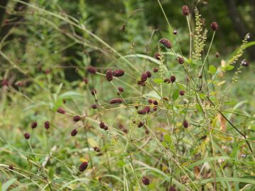 秋の野の植物として有名な、ワレモコウです。赤茶色の塊のような部分が小さな花の集まり（花序）です。