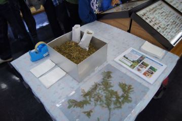 カワラケツメイのお茶の詰め放題。カワラケツメイの標本も展示して，どのような植物なのか説明できるようにしています。